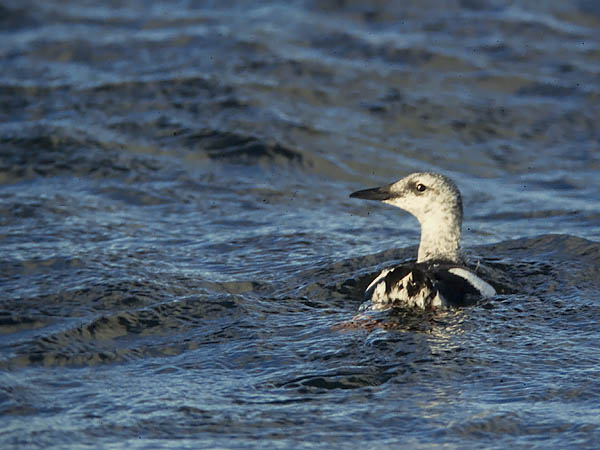 Riskilä, Black Guillemot, Cepphus grylle